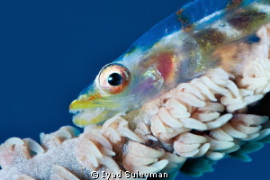 Whip Goby Portrait again... by Iyad Suleyman 